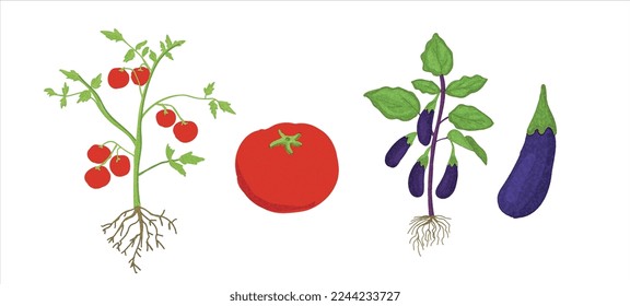 Growth stages of tomato and aubergine plant. Tomato and aubergine vector illustration