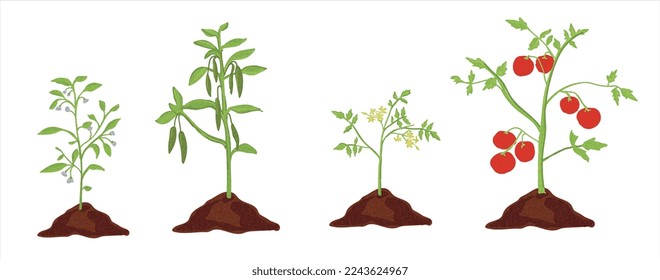 Growth stages of tomato and green pepper plant. Tomato and green pepper  vector illustration