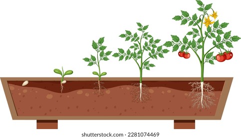 The growth stages of a tomato plant illustration