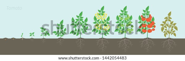 Growth Stages Tomato Plant Ripening Period Stock Vector (Royalty Free ...