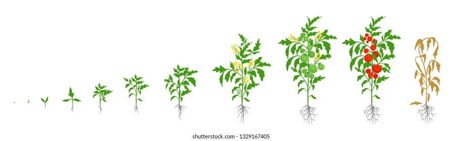 Etapas de crecimiento de la planta de tomate. Ilustración vectorial. Liopersicum de solanum. Período de maduración. De brotes a arbustos con frutas. El ciclo de vida de los tomates. Sistema raíz. Invernaderos y fertilizantes