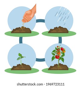 Estadios de crecimiento de tomates. Ciclo de vida de la planta. Sembrar, regar, cultivar, cosechar. Ilustración del vector aislada en fondo blanco