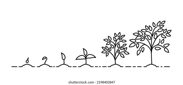 growth stages of a tree from a green leaf to a natural plant. Concept of plant growth. Vector illustrations with phases plant growth. Outline trendy style. 