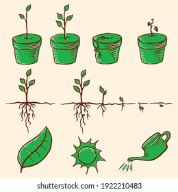 vectores de mano de árbol de fases de crecimiento