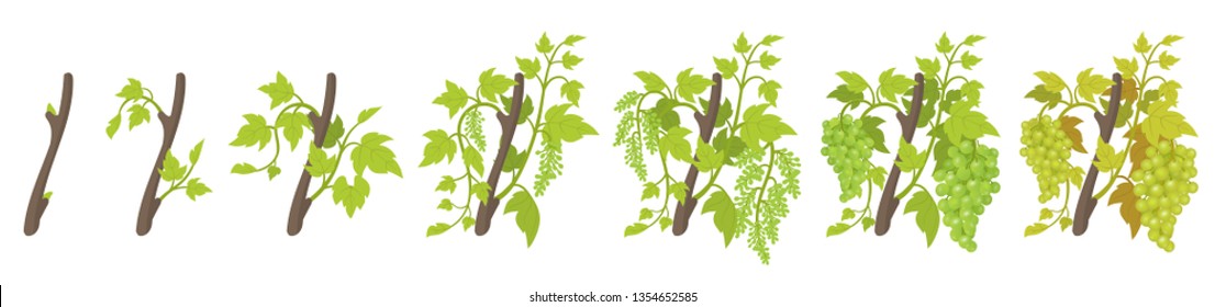 Growth stages of vine grape plant. Vineyard planting phases. Vector illustration. Vitis vinifera harvested. Ripening period. Vine life cycle. Grapes on white background.