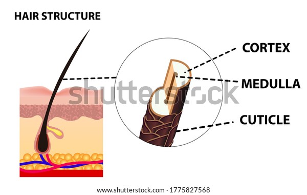 The\
growth and structure of human hair. Anatomy of the skin and hair.\
Cross section of skin layers. Detailed medical\
poster