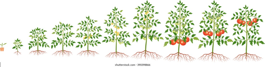 6,573 Tomato plant part Images, Stock Photos & Vectors | Shutterstock