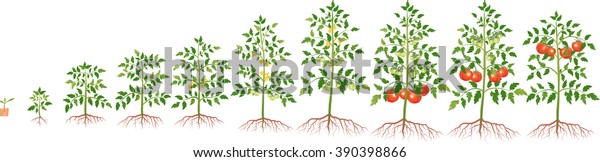 Growth Tomato Plant Stock Vector (Royalty Free) 390398866