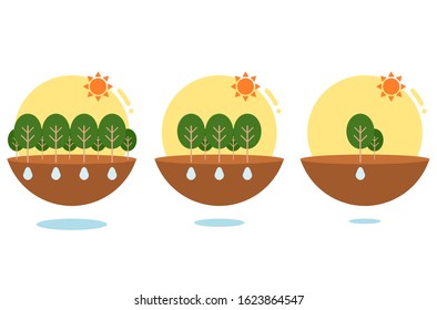 The growth of the tree. Trees in the forest. Trees can produce water. The sun shines on the tree. Ground for growing plants. World water day.