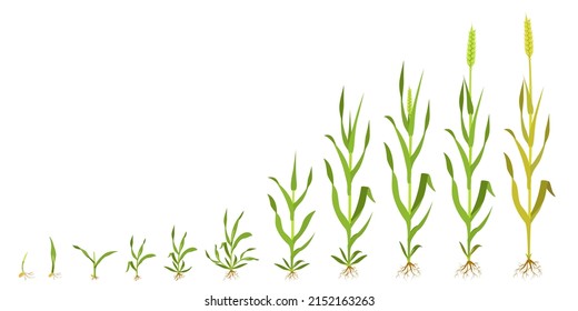 Growth wheat in stages. Infographics of grain germination. Process of development of seedlings of cereals from seed to ripening ears. How cereals grow. Vector illustration.