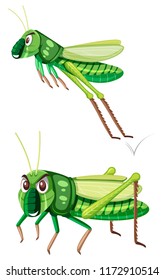 Grreen gasshopper on white background illustration