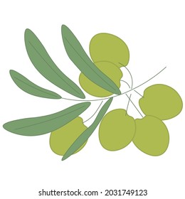 Grren olives branch vector illustration