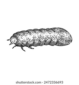 grub chafer hand drawn. lawn silhouette, garden summer, pest worm grub chafer vector sketch. isolated black illustration