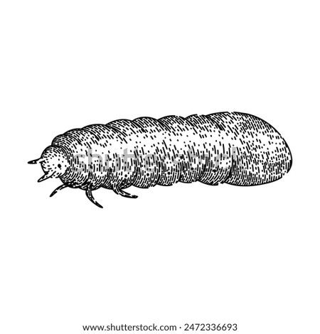 grub chafer hand drawn. lawn silhouette, garden summer, pest worm grub chafer vector sketch. isolated black illustration