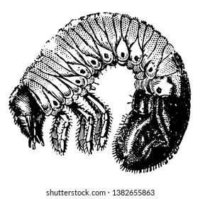 Grub of the Cockchafers are harmful attack the roots of plants, vintage line drawing or engraving illustration.
