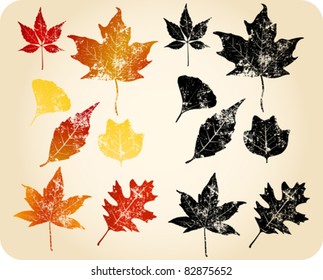 Grunge autumn leaves. Oak, Sycamore, Maple, Sweetgum, Gingko Biloba...