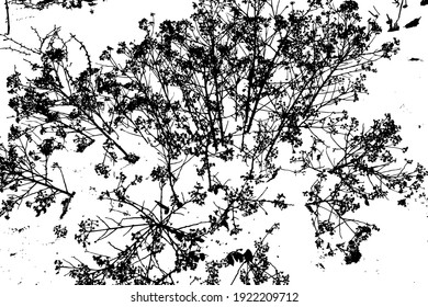 Grunge background texture with dry color, panicles on snow. Dry flowers. Vector illustration. Overlay Template