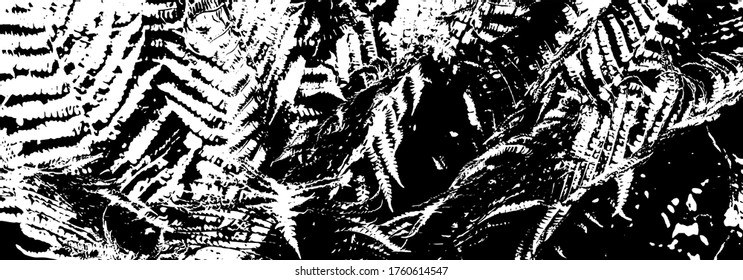 Grunge black and white texture. Vector floral background. Chaotic fern texture background. Old frame, print, decor, element. Monochrome abstract dark background.