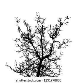 Grunge crooked tree branches without leaves, black silhouettes on white.