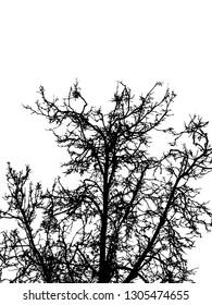 Grunge crooked tree branches without leaves, black silhouettes on white.