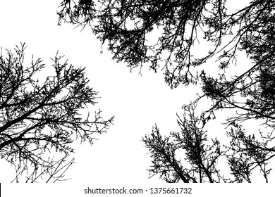 Grunge crooked tree branches without leaves, black silhouettes on white.