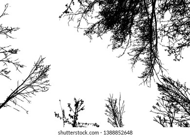 Grunge crooked tree branches without leaves, black silhouettes on white.