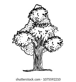 grunge exotic tree with nature branches leaves