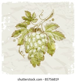 Grunge hand drawn bunch of grapes on vintage paper background - vector illustration