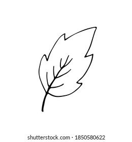 grunge leaf isolated on white. Cute single hand drawn herbal element