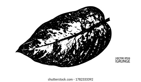 Grunge leaf. Tropical foliage. Tropic flora. Dieffenbachia leaf. Houseplants. Rainforest exotic nature. Dieffenbachia seguine leaf.