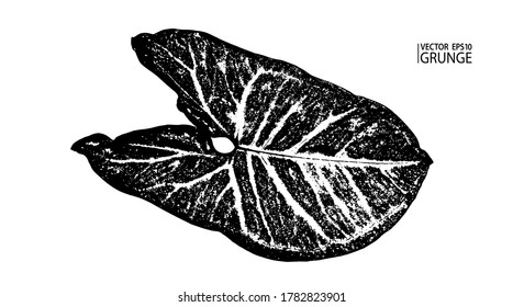 Grunge leaf. Tropical foliage. Tropic flora. Syngonium leaf. Houseplants. Rainforest. Syngonium plant leaf.