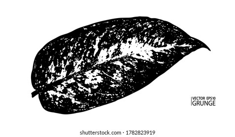 Grunge leaf. Tropical foliage. Tropic flora. Dieffenbachia leaf. Houseplants. Rainforest exotic nature. Dieffenbachia seguine leaf.