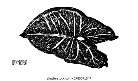Grunge leaf. Tropical foliage. Tropic flora. Syngonium leaf. Houseplants. Rainforest. Syngonium plant.