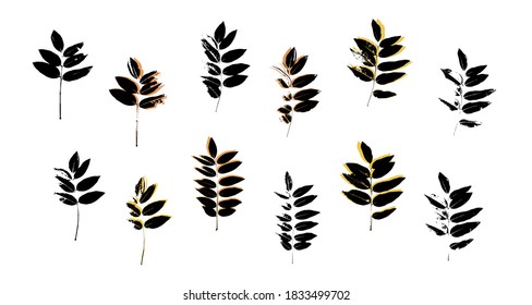 Grunge leaves set. Abstract foliage. Autumn leaves pastel colors collection. Sophora tree leaf. Sophora japonica foliage.