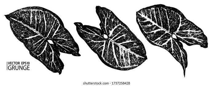 Grunge leaves set. Tropical foliage. Tropic flora. Exotic leaf. Leaves collection. Houseplants. Rainforest. Syngonium plant leaf.