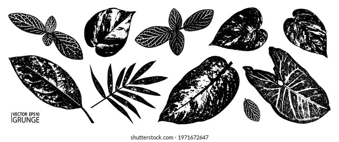 Grunge leaves set. Tropical foliage. Tropic flora leaf. Grunge leaves collection. Avocado, chamaedorea, fittonia, syngonium, epipremnum, dieffenbachia.