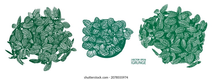 Grunge leaves set. Tropical foliage. Tropic flora. Exotic leaf. Leaves collection. Houseplants. Rainforest.Fittonia plant.