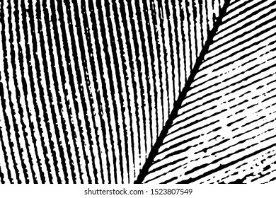 Grunge macro texture of a bird's feather. Horizontal monochrome background of natural feather with noise. Overlay template. Vector illustration