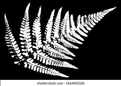 Grunge natural fern leaf white on a black background. Vector illustration