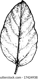 Grunge la textura de luz natural de una sola hoja. Plantilla de superposición. Ilustración del vector