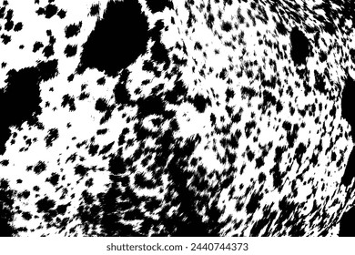 Grunge overlay of abstract pattern with black and white spotted cowhide. Cow fur or hair on skin real texture. Cattle farm.