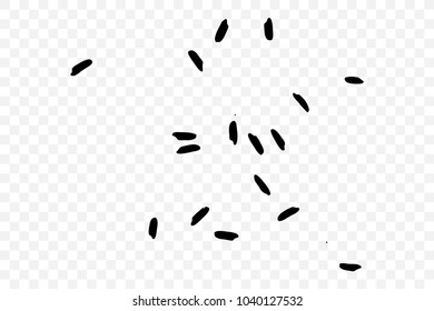 Grunge rice on transparent background. Handmade random pattern of rice explosion on the flat surface or table. Top view. Vector.