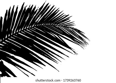 Hojas de palmera de silueta gruesa. Ilustración vectorial en blanco y negro.