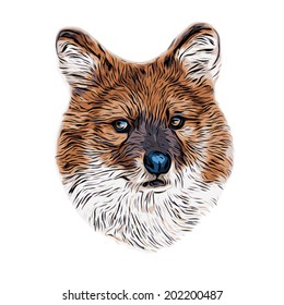 Grunge style face portrait of a red wolf. Menacing expression of the very beautiful animal and extremely dangerous beast. Vintage mask, isolated on white background. Vector illustration