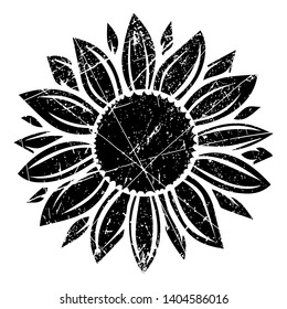 Grunge sunflower vector illustration in black color, vintage design element
