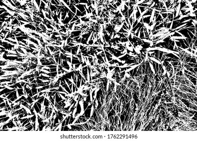 Grunge Textur eines Schwarz-Weiß-Bildes von Roggen und Gras. Einfarbiger abstrakter Hintergrund. Vektorgrafik. Vorlage überlagern.