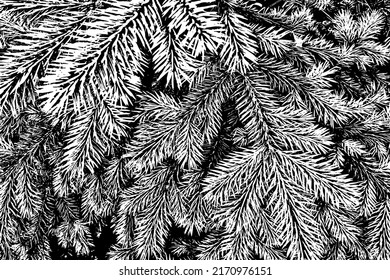Grunge texture, black and white image of fir branches. Spruce branches close-up. Fir needles.