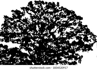 Textura gruesa de una corona caducifolia. Corona de arce, imagen en blanco y negro. Ilustración vectorial. Plantilla de superposición.