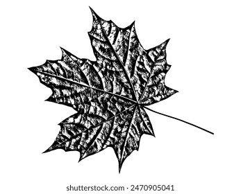 Superposición de textura realista de hoja negra aislada sobre fondo blanco. Sello oscuro con follaje, viejo, grunge, granuloso, vintage, desgastado, efecto polvo. Abstractas deja macro. Planta patrón de primer plano. Vector EPS 10