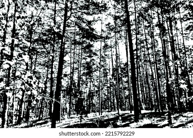 Grunge texture of an image of a pine forest. Black and white image of pine trees in the forest. Vector illustration. Overlay template.